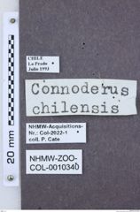 Etikette zu Monocrepidius chilensis (NHMW-ZOO-COL-0010340)